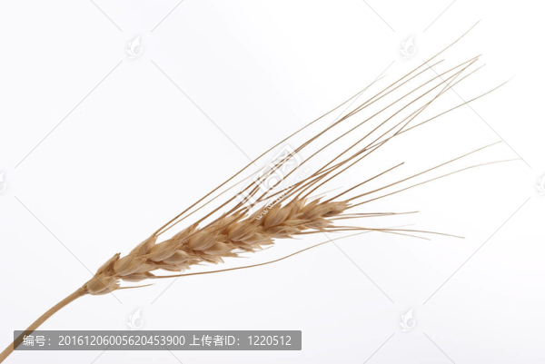 小麥穗