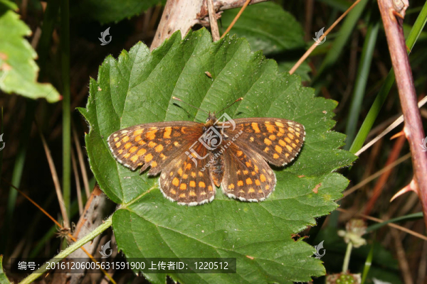 Heath,Fritillary（網(wǎng)Athalia）