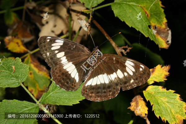 白將軍（Limenitis,camilla）