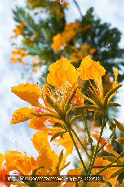 黃色的花孔雀