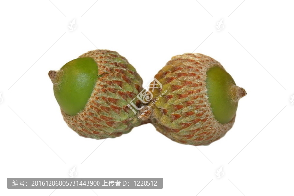 Green,Acorn在白色隔離