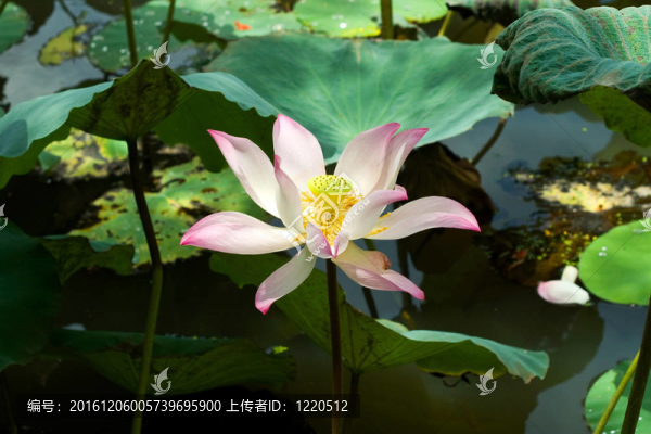 荷花綻放