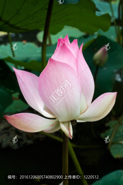 粉紅蓮花特寫