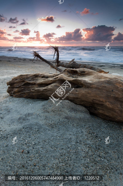 海灘上的老樹樹干