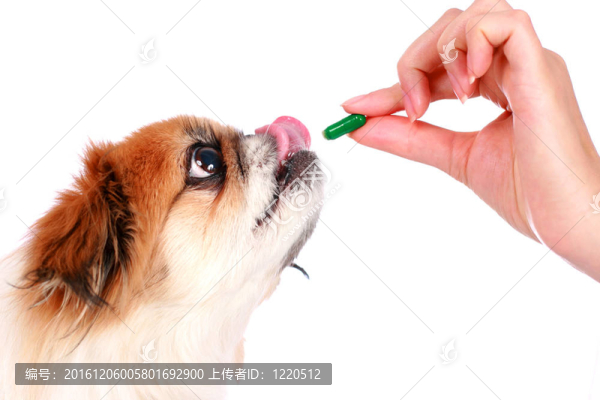狗與獸醫(yī)。