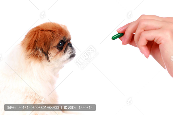 狗與獸醫(yī)。