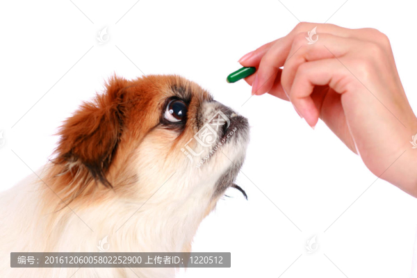 狗與獸醫(yī)。