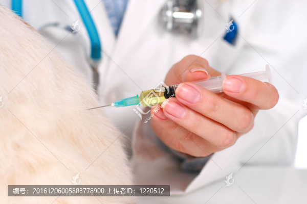狗的醫(yī)療保健。