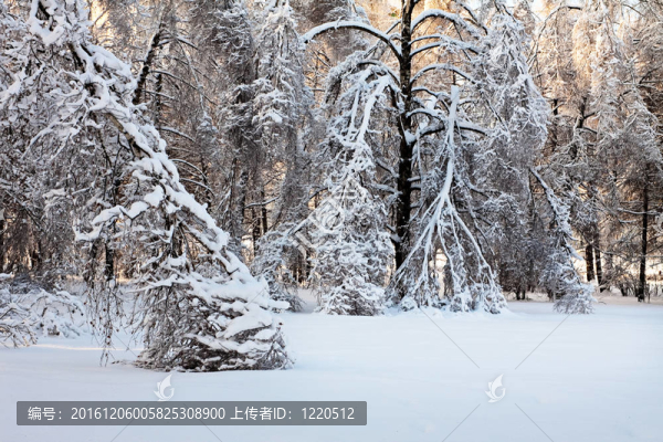在暴風(fēng)雪。