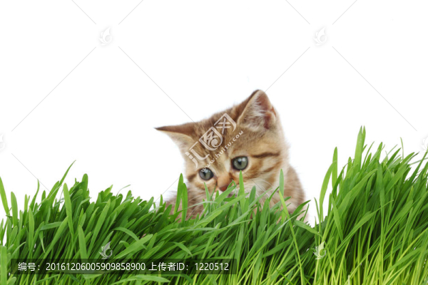 貓在草