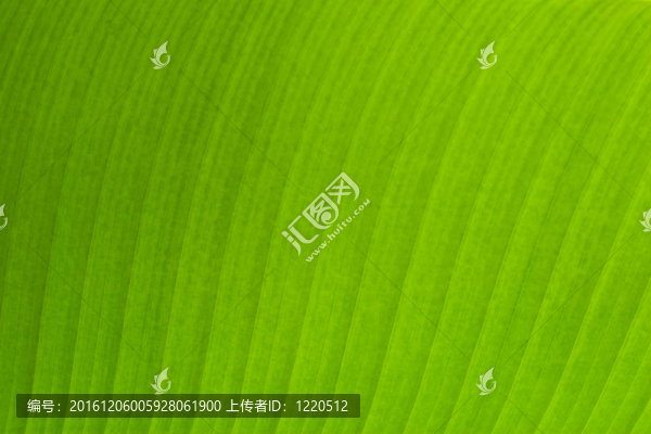 香蕉葉