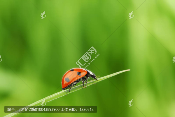 瓢蟲在草
