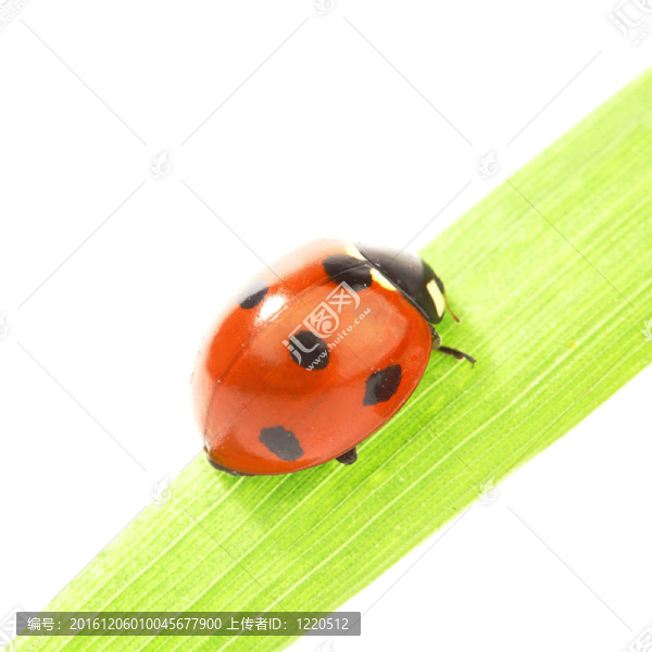 瓢蟲在草