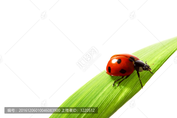 瓢蟲在草