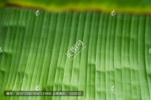 香蕉葉