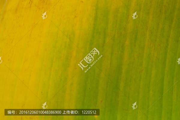 香蕉葉