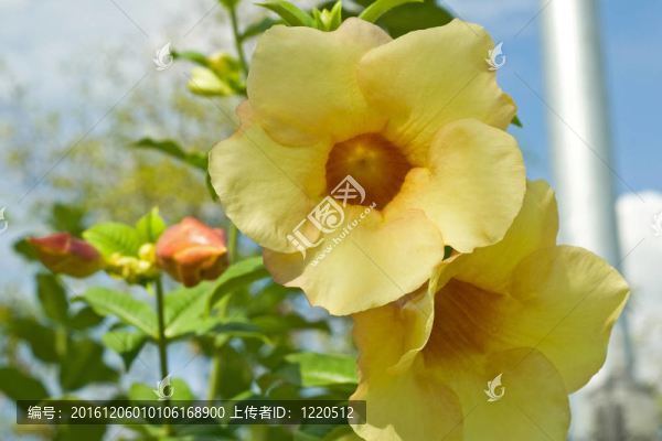 軟枝花
