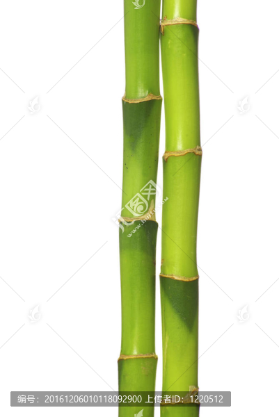 竹