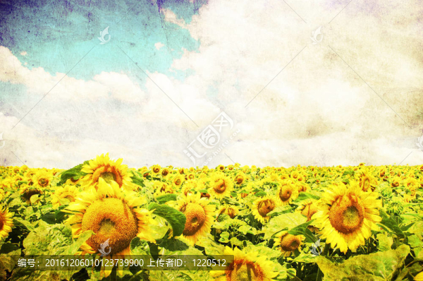 向日葵花田