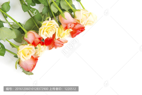 紅玫瑰