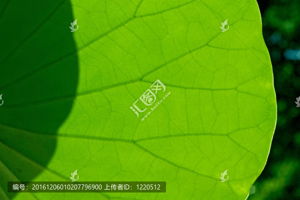 綠色的葉子紋理