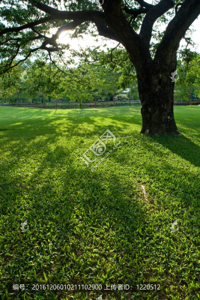 綠色公園
