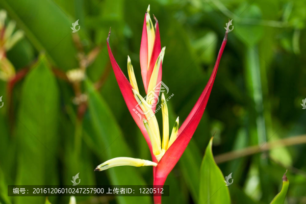 熱帶紅黃花