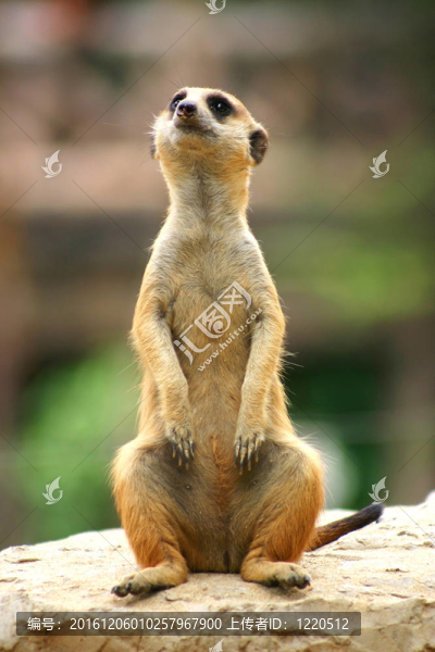 meercat