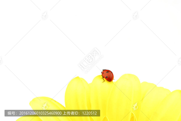 在黃色的花瓢蟲(chóng)