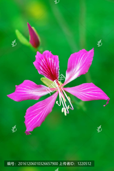 紫荊花