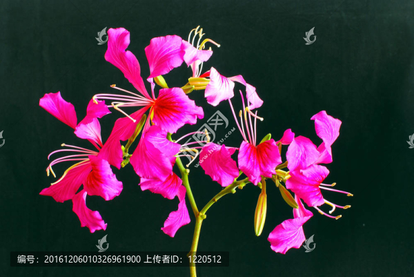 紫荊花