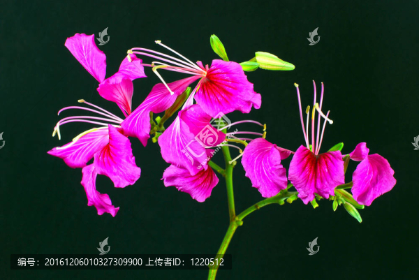 紫荊花