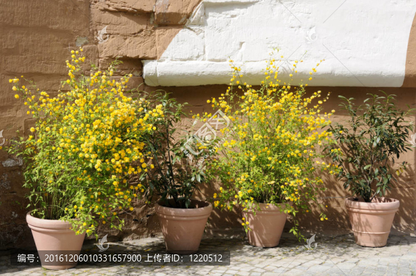 花盆