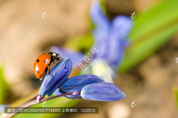 對雪蓮花瓢蟲