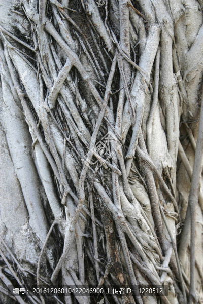 樹的根