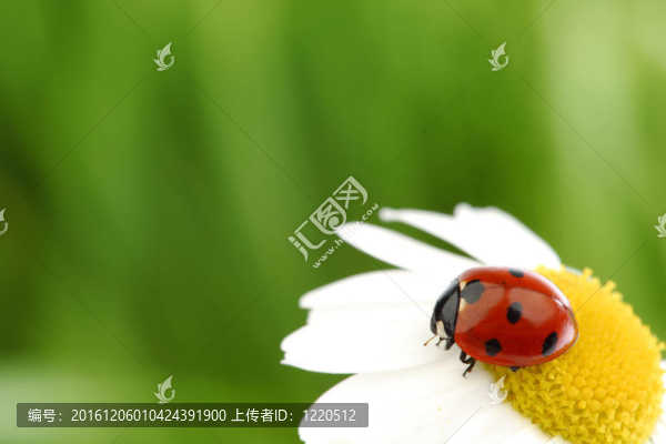 瓢蟲在甘菊
