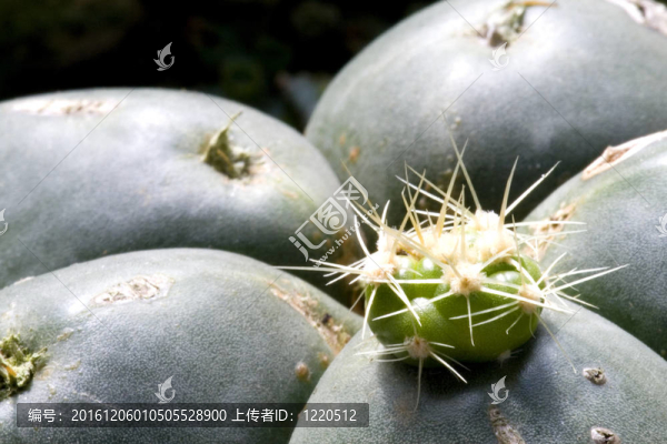 仙人掌的宏