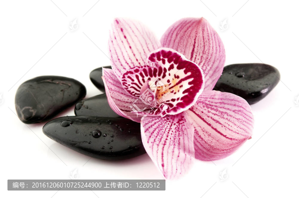 石頭與蘭花