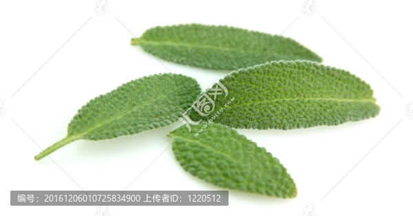 撒爾維亞葉