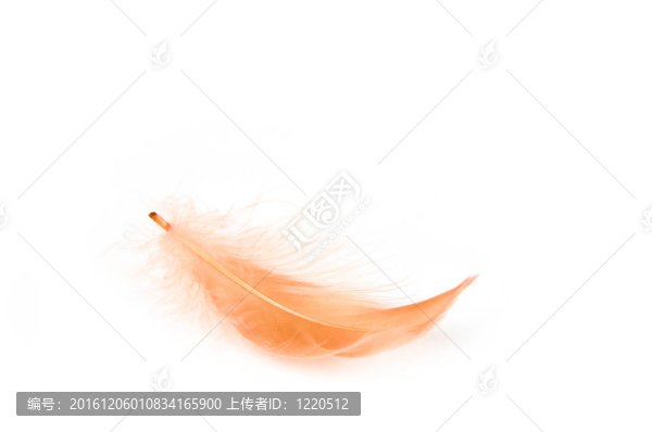 紅色的羽毛
