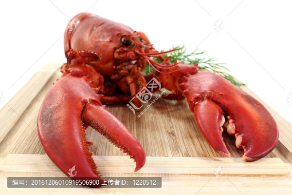 龍蝦