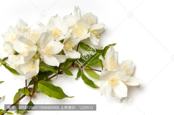 茉莉