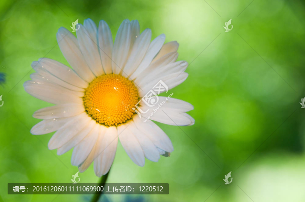 雛菊