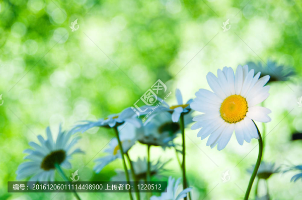 雛菊