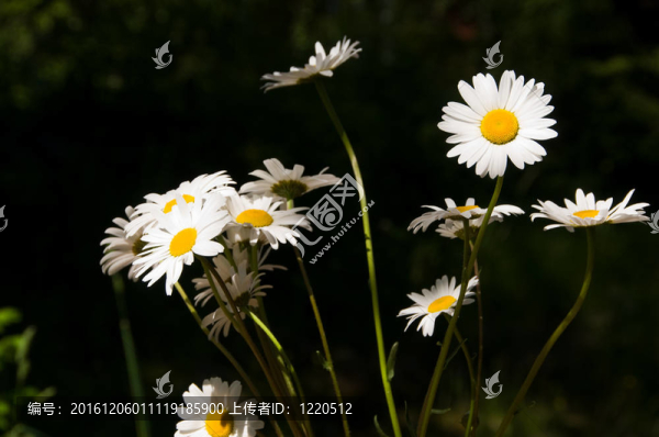 雛菊