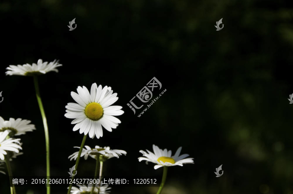 雛菊