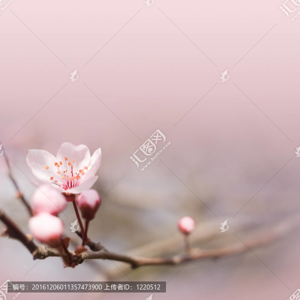 嬌嫩的粉紅色春天花。