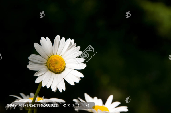 雛菊