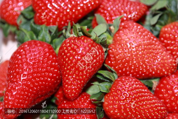 白色背景草莓