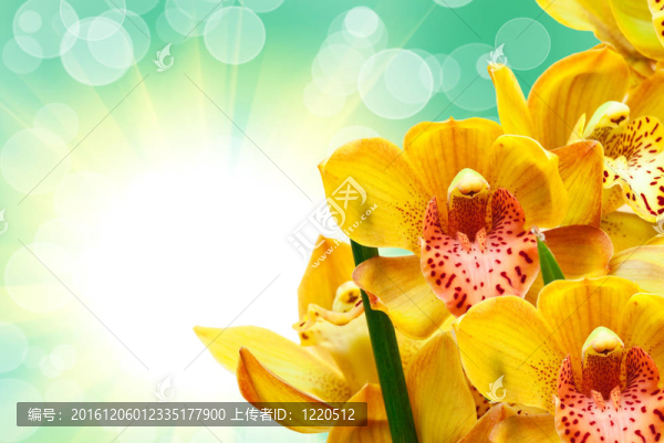 蘭花花特寫(xiě)